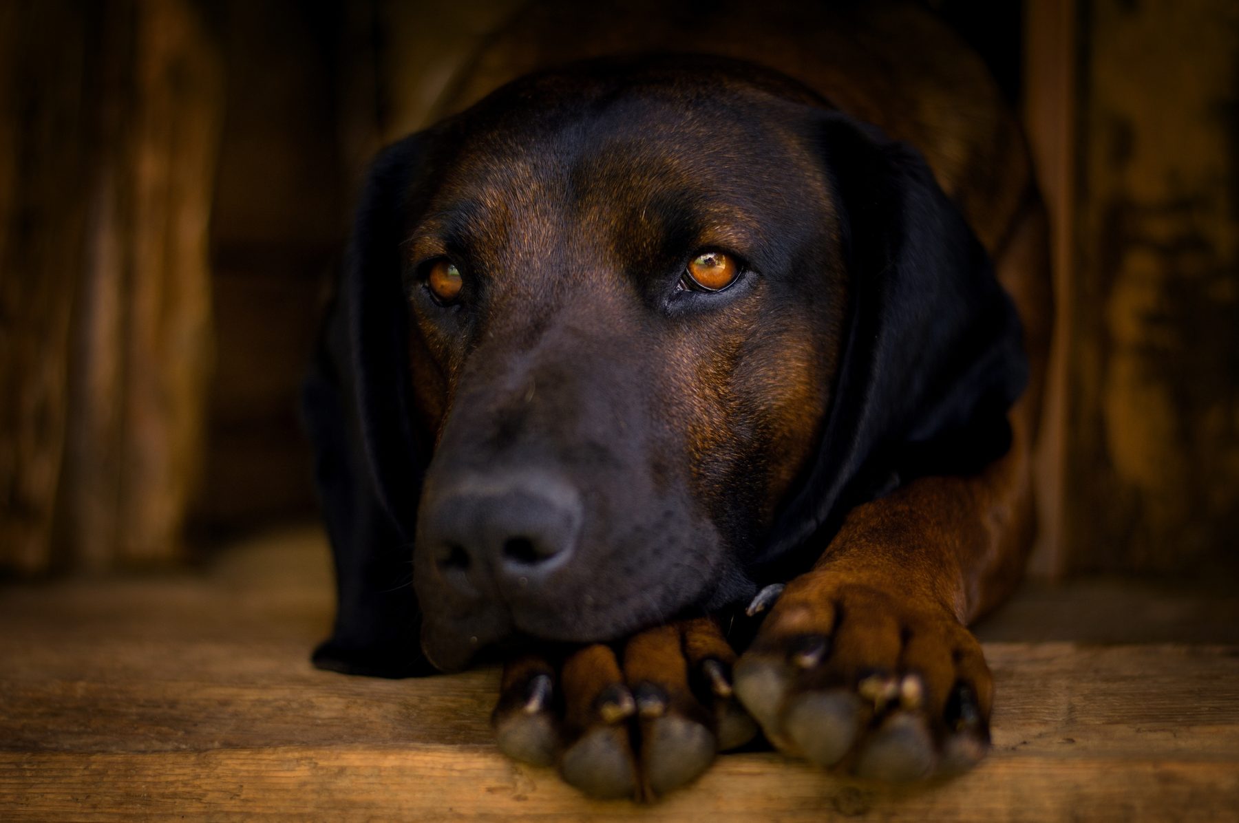 Jagdhund — Bayerischer Gebirgsschweißhund