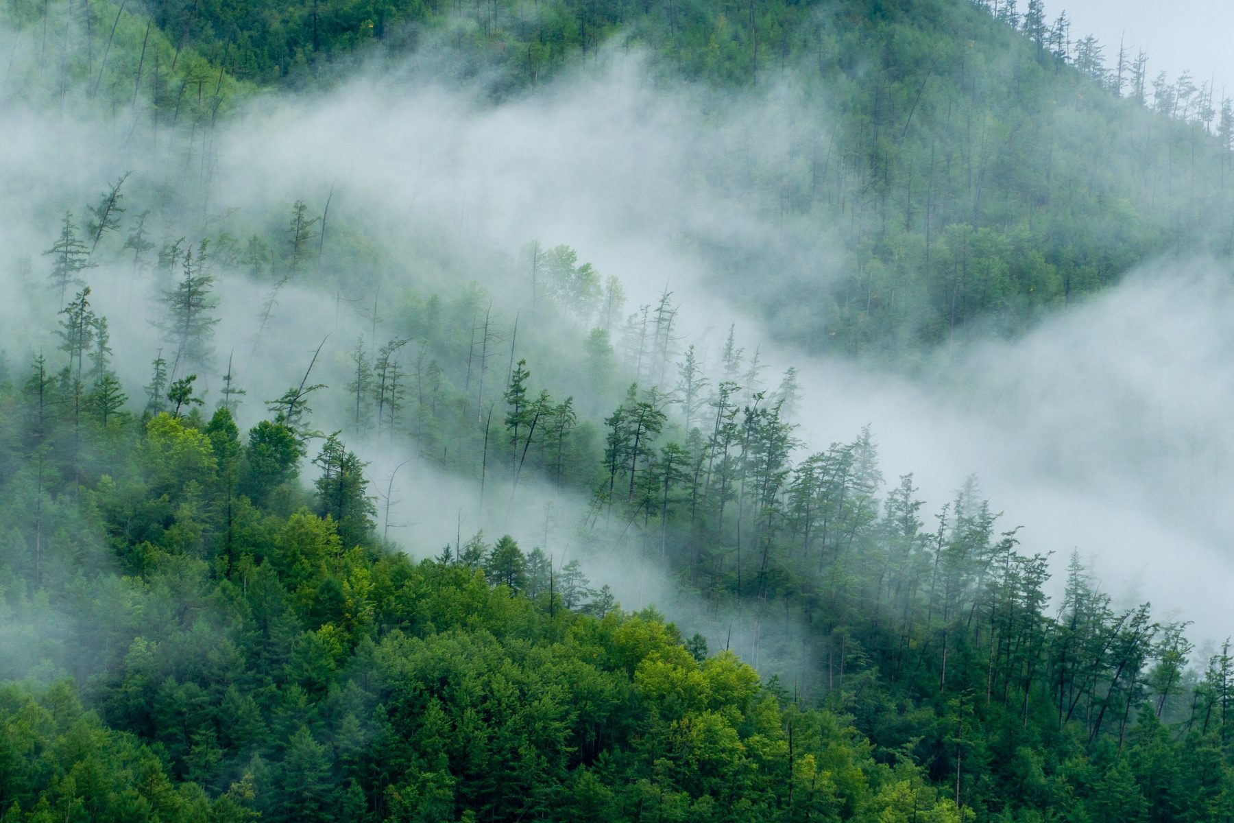 Nebelverhangener Bergwald
