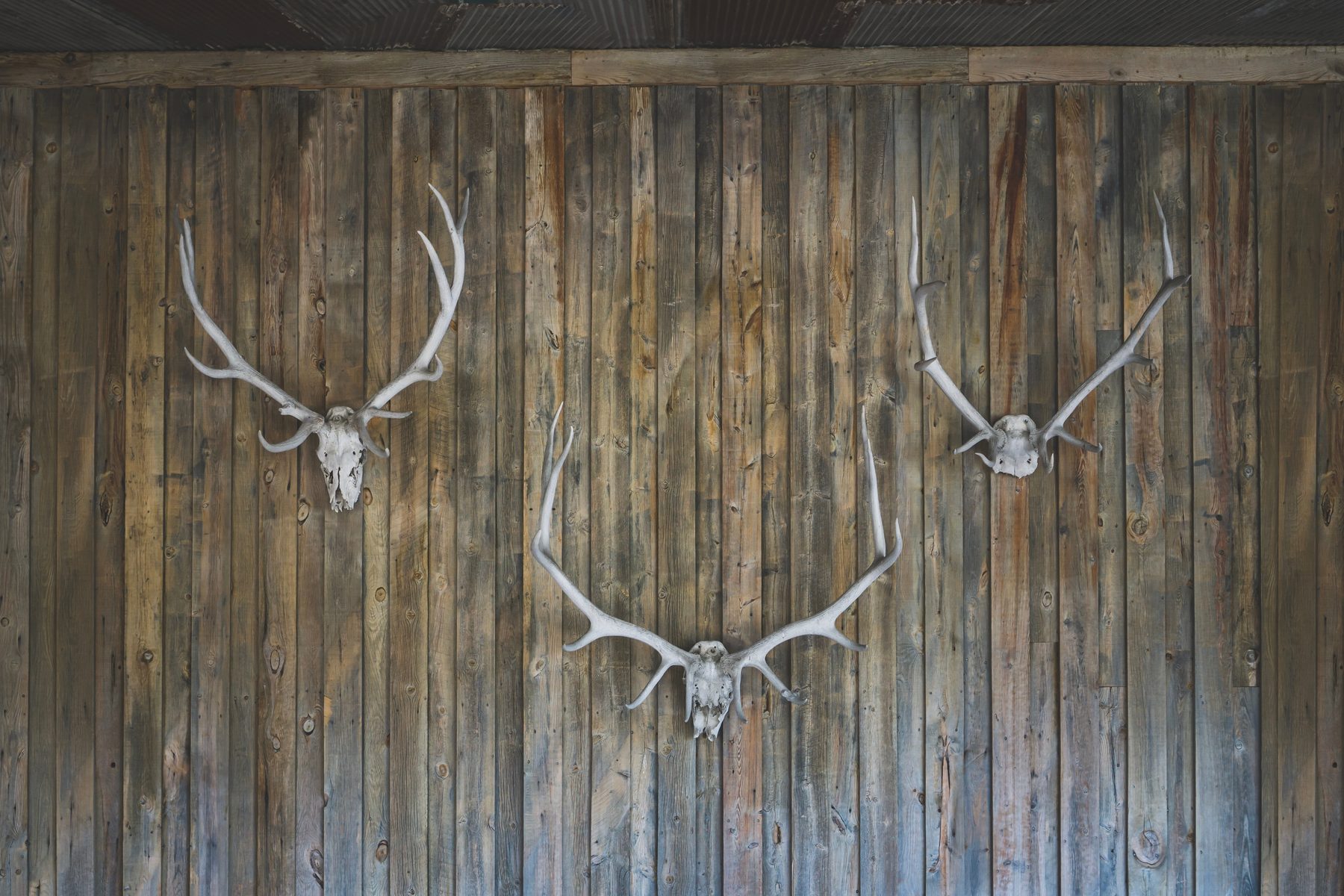 Trophäen an Bretterwand